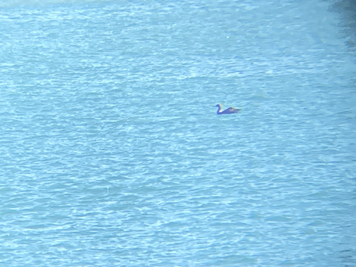 Northern Gannet - ML647479284