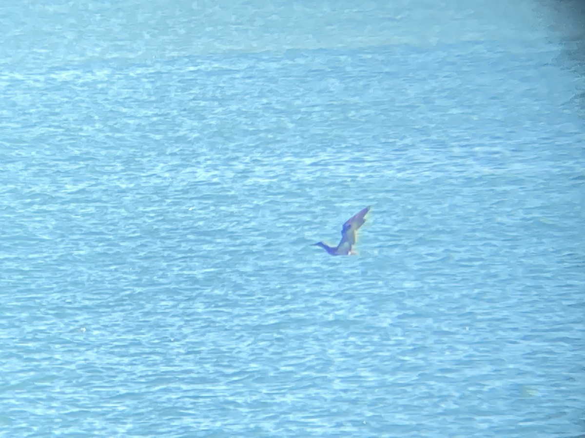 Northern Gannet - ML647479285