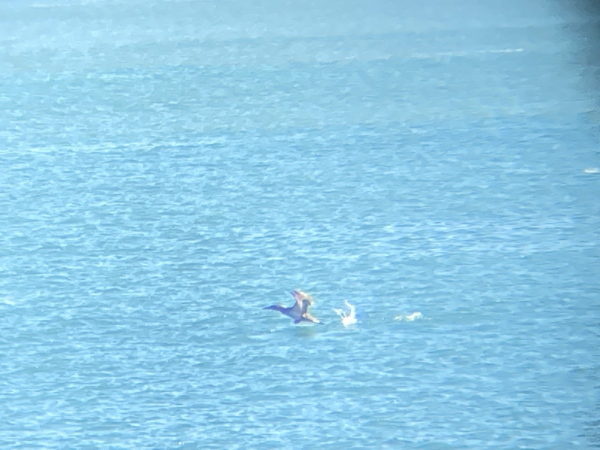 Northern Gannet - ML647479286