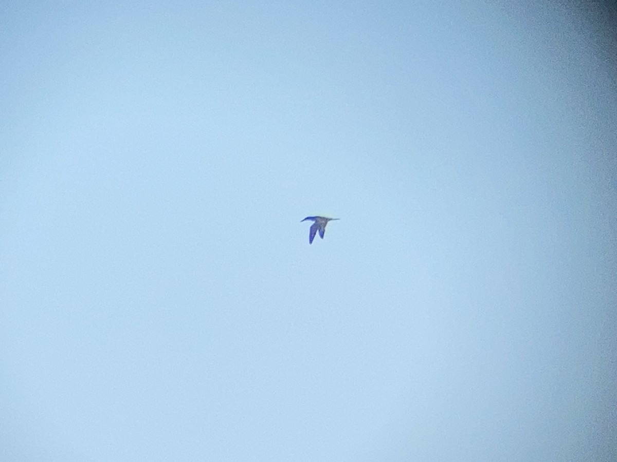 Northern Gannet - ML647479287