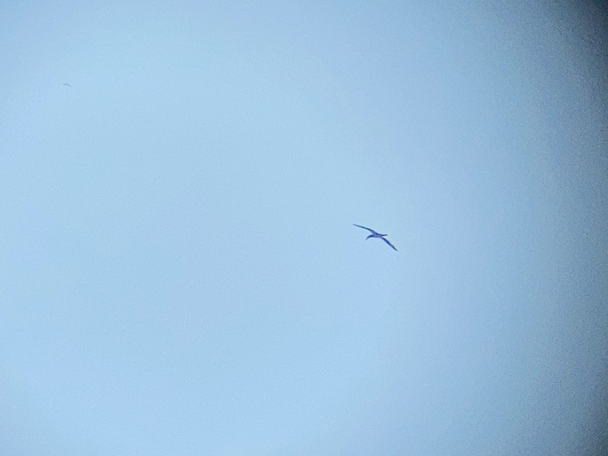 Northern Gannet - ML647479288