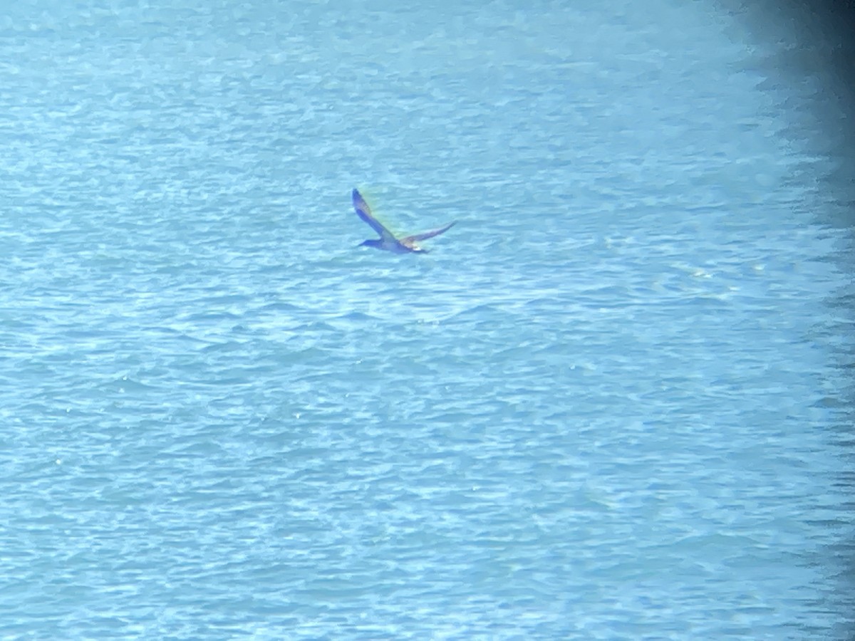 Northern Gannet - ML647479289