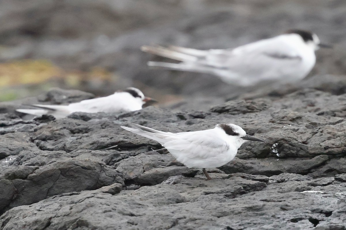 燕鷗 - ML647479293