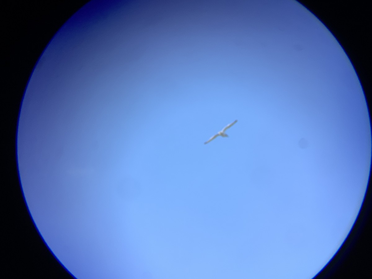 鷗亞科 - ML647479297