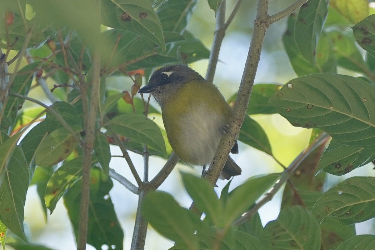 Common Chlorospingus - ML647479298