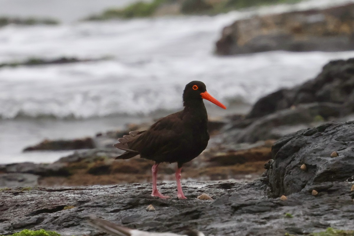 Sooty Oystercatcher - ML647479299