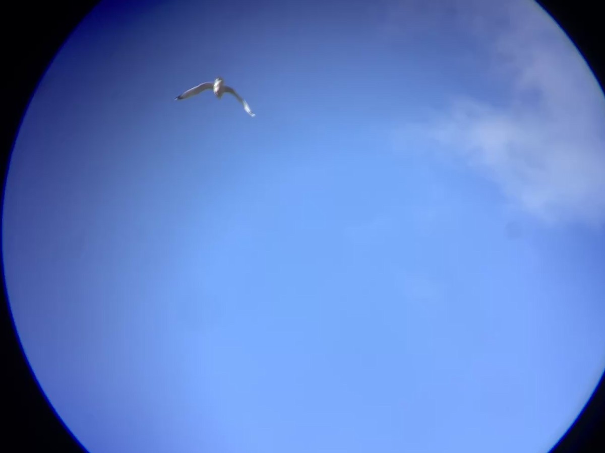 鷗亞科 - ML647479301