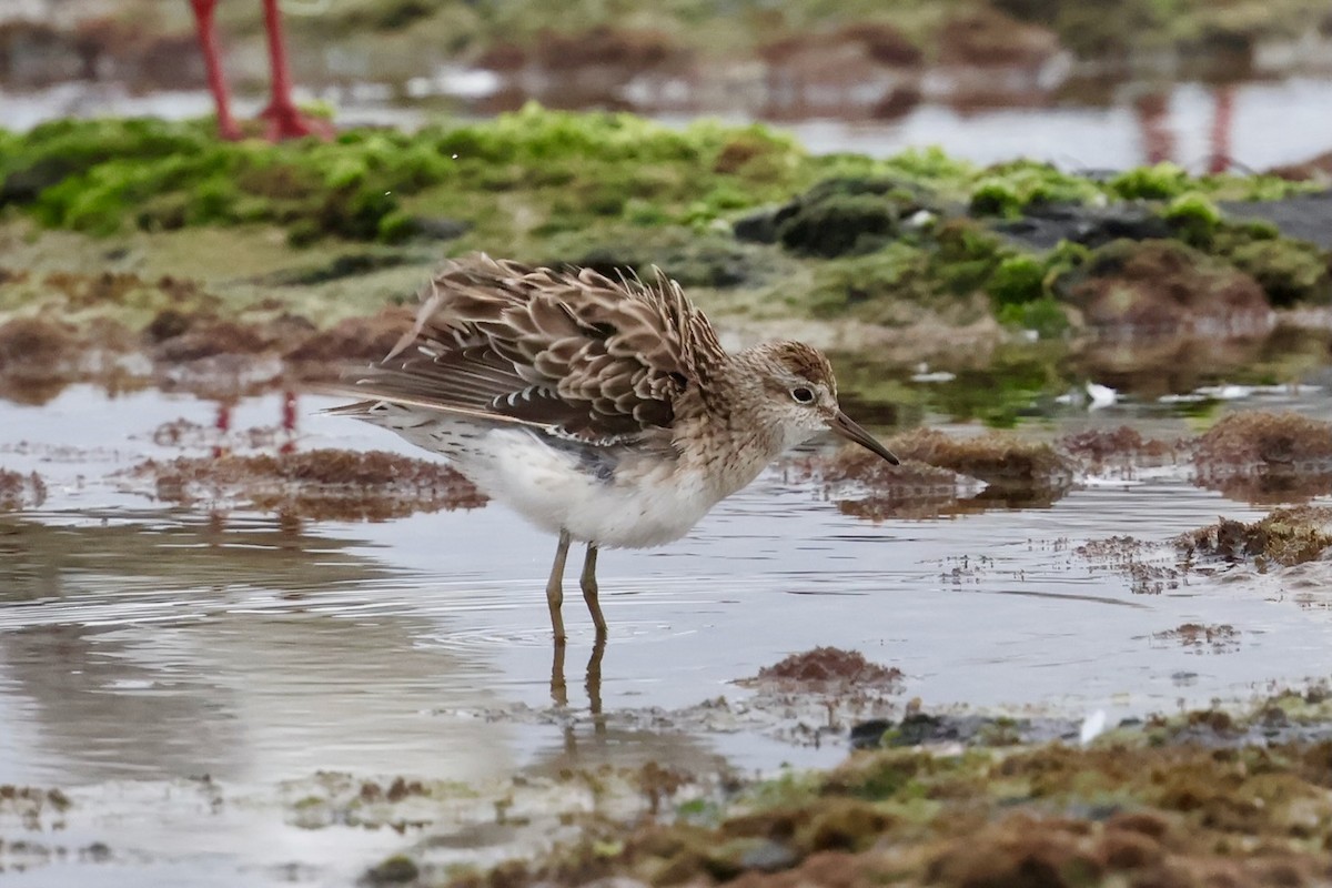 尖尾濱鷸 - ML647479302