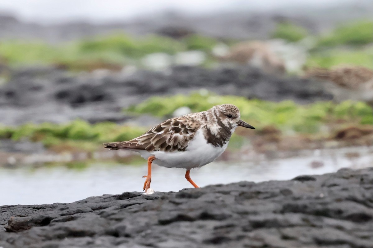 翻石鷸 - ML647479304