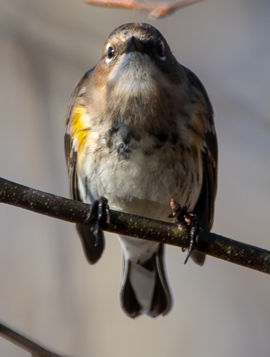 Yellow-rumped Warbler (Myrtle) - ML647479305