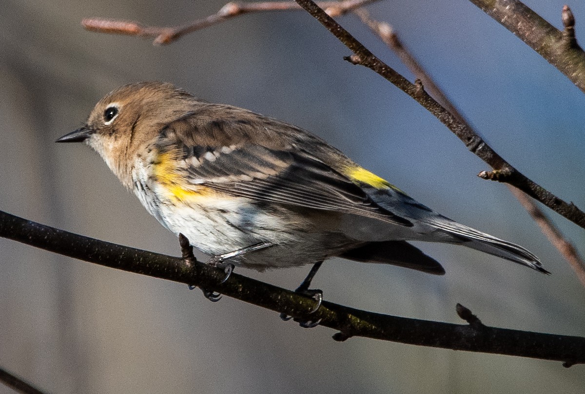 Yellow-rumped Warbler (Myrtle) - ML647479306