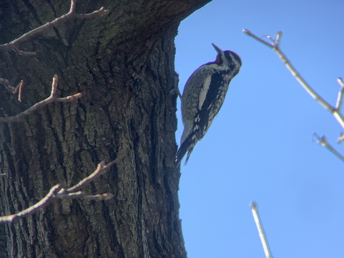 Yellow-bellied Sapsucker - ML647479307