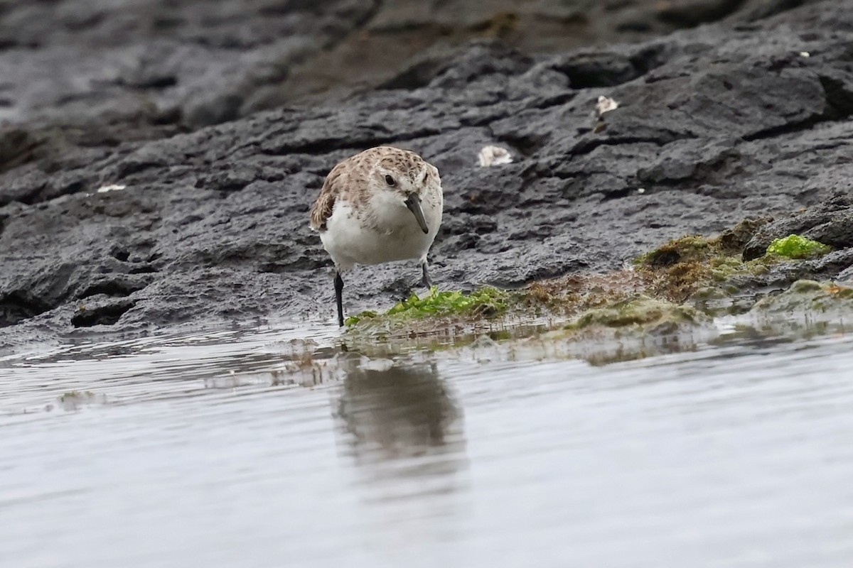 紅胸濱鷸 - ML647479308