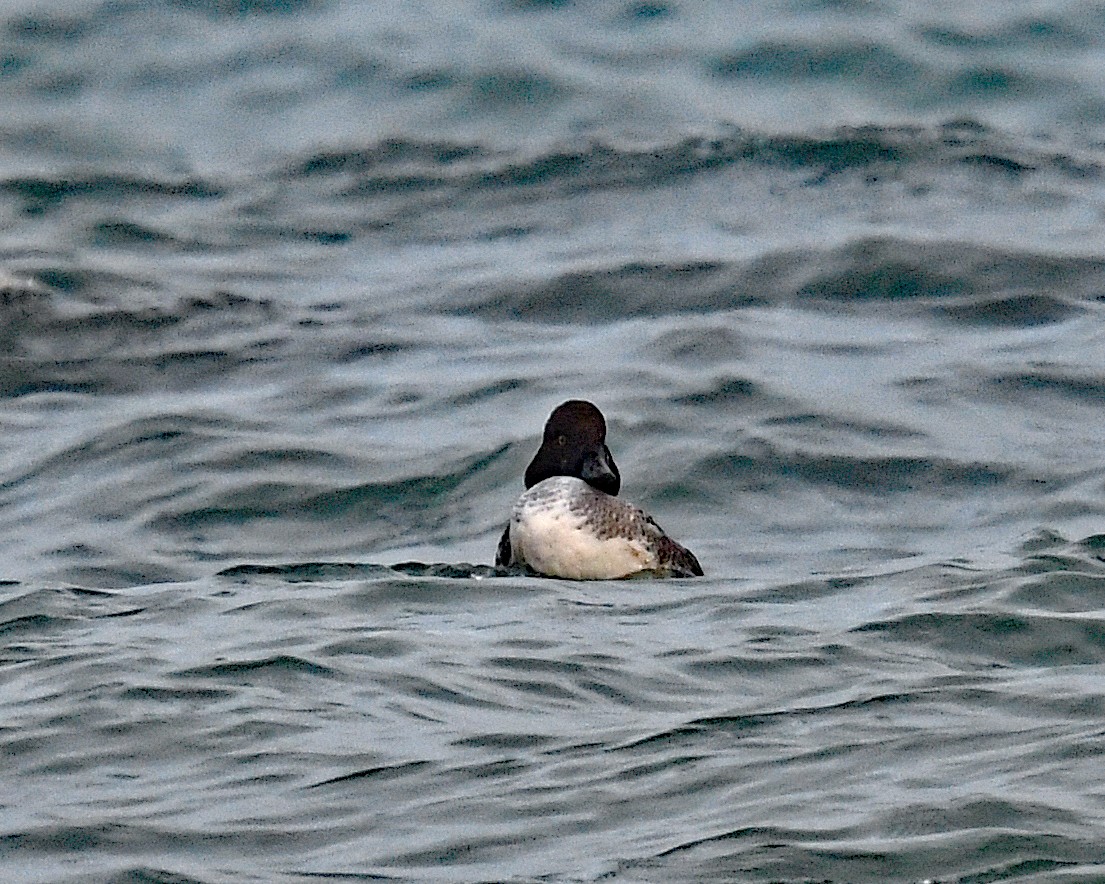 鵲鴨 - ML647479309