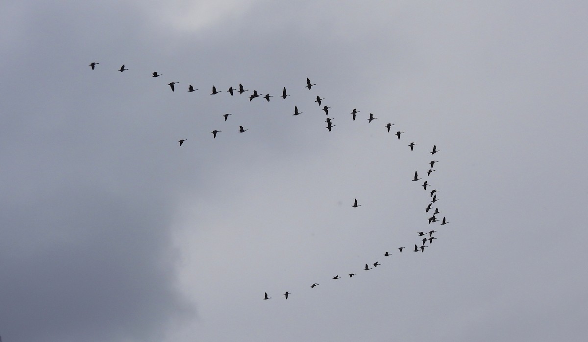 Canada Goose - ML647479311