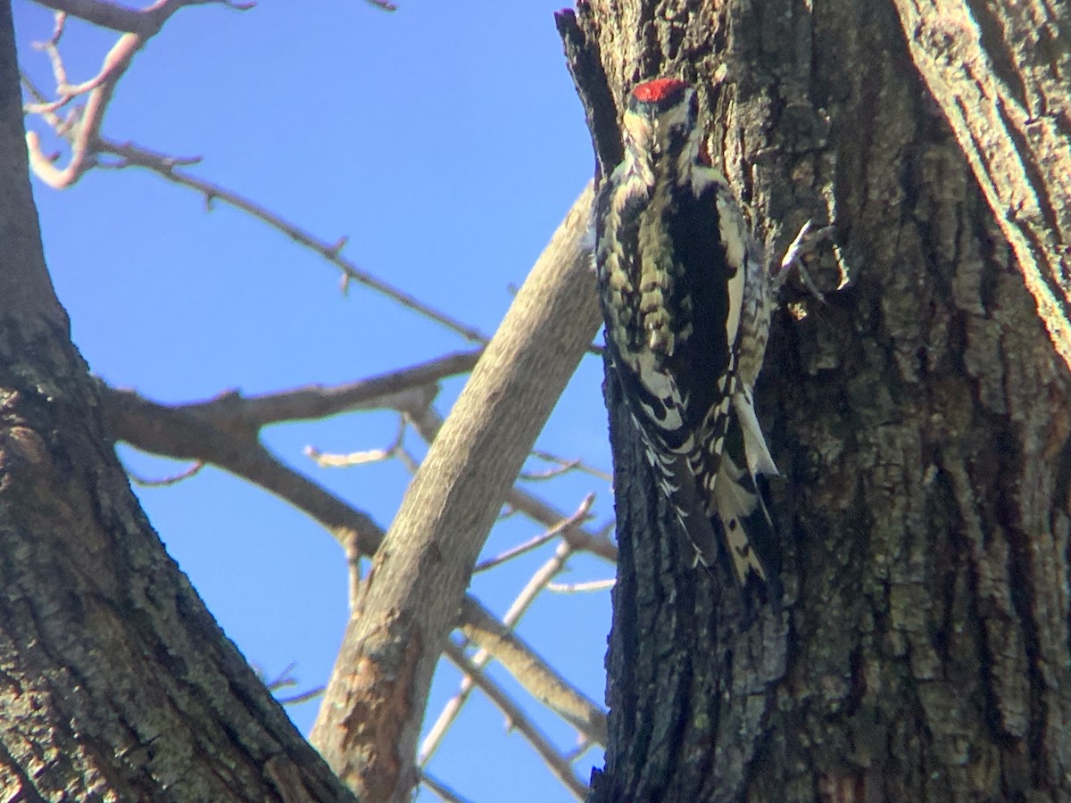 Yellow-bellied Sapsucker - ML647479312