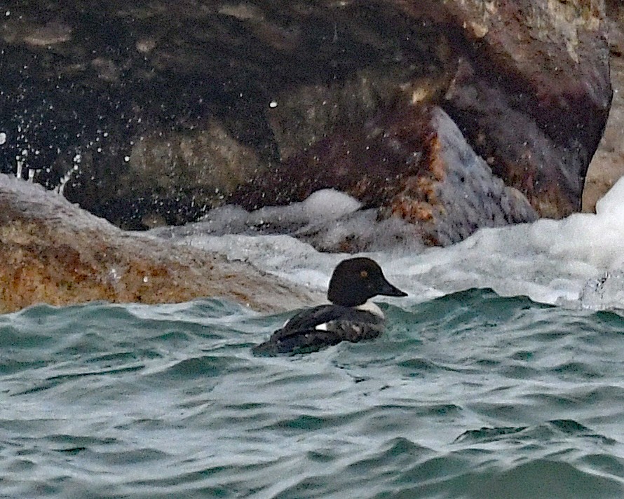 鵲鴨 - ML647479314