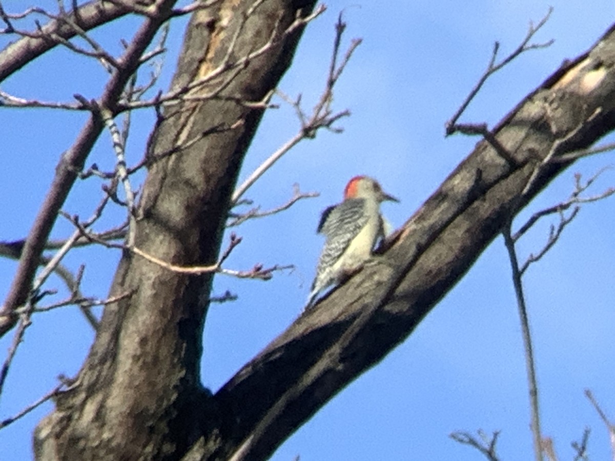 Red-bellied Woodpecker - ML647479316