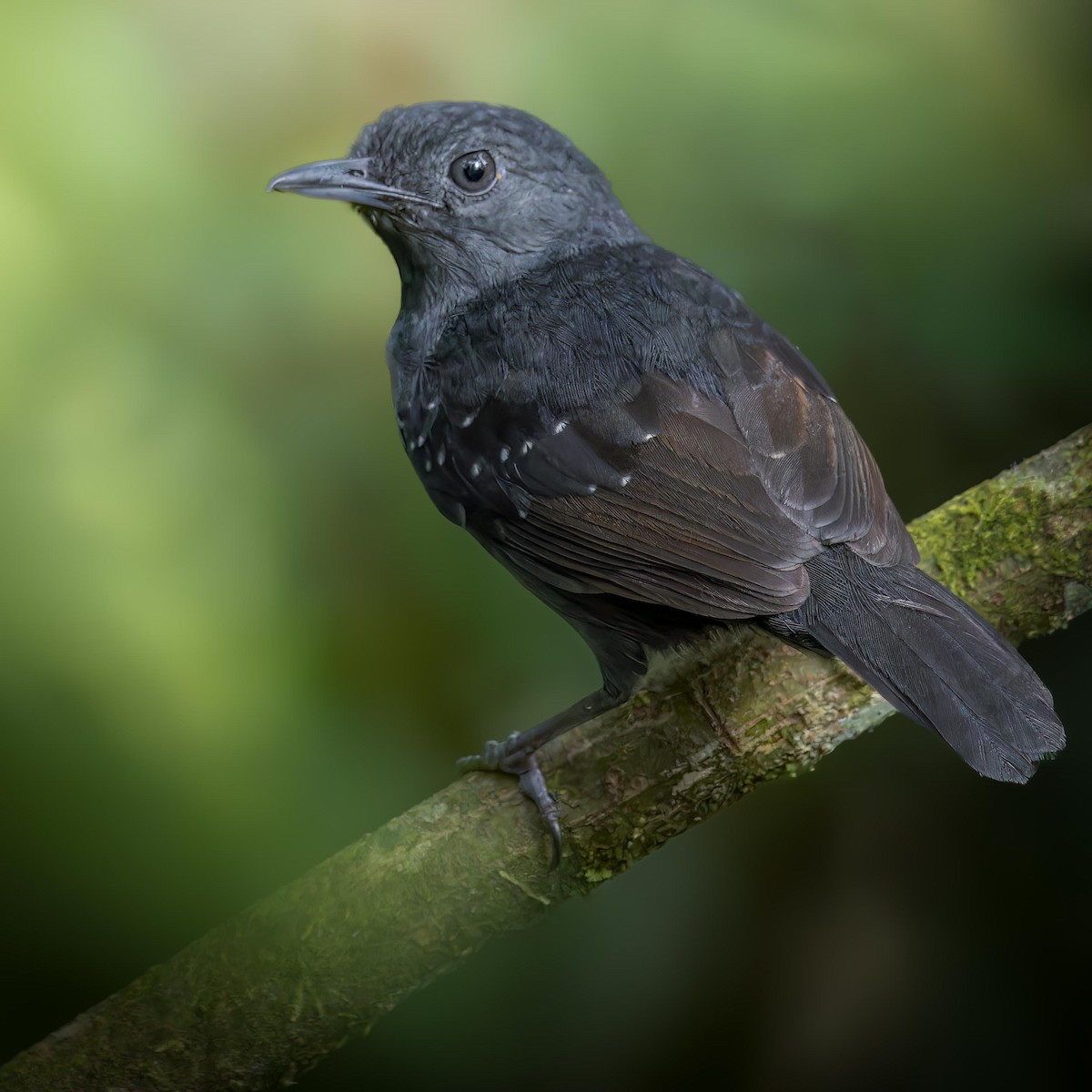 Spot-winged Antbird - ML647479317