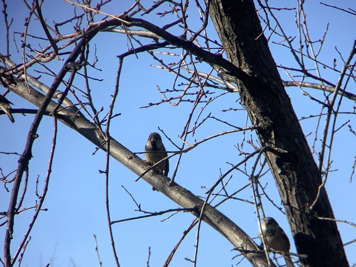 家麻雀 - ML647479325