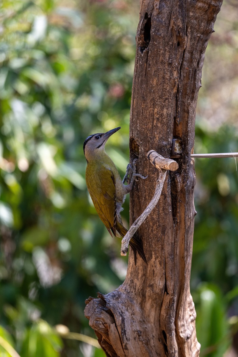 綠啄木(guerini群) - ML647479327