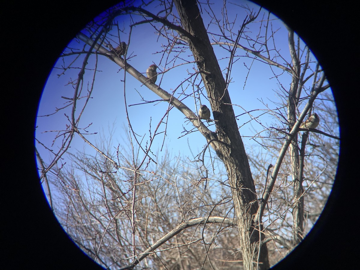 家麻雀 - ML647479330