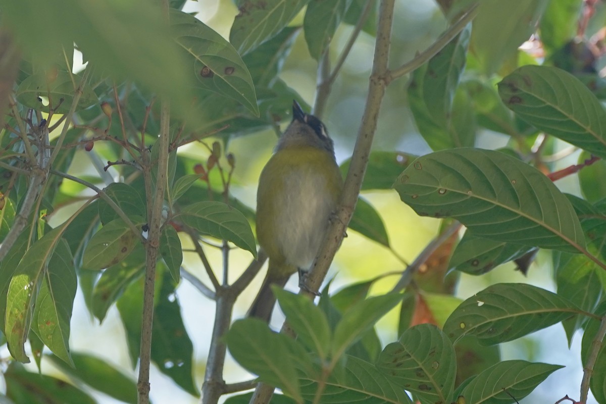 Common Chlorospingus - ML647479331