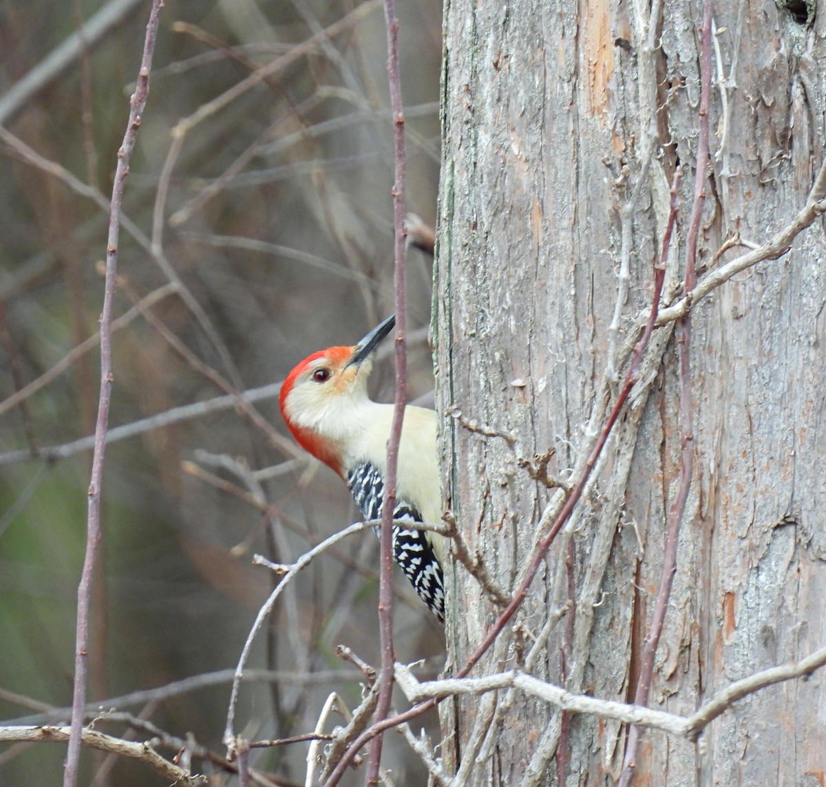 Red-bellied Woodpecker - ML647479334