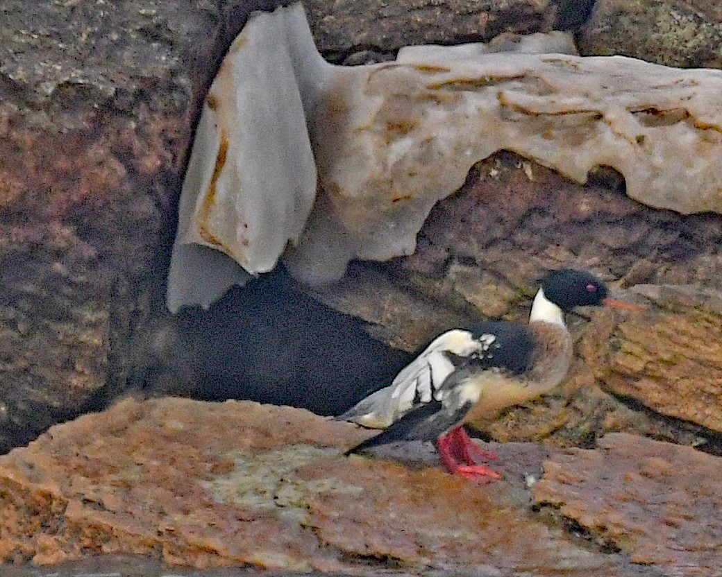 紅胸秋沙 - ML647479335