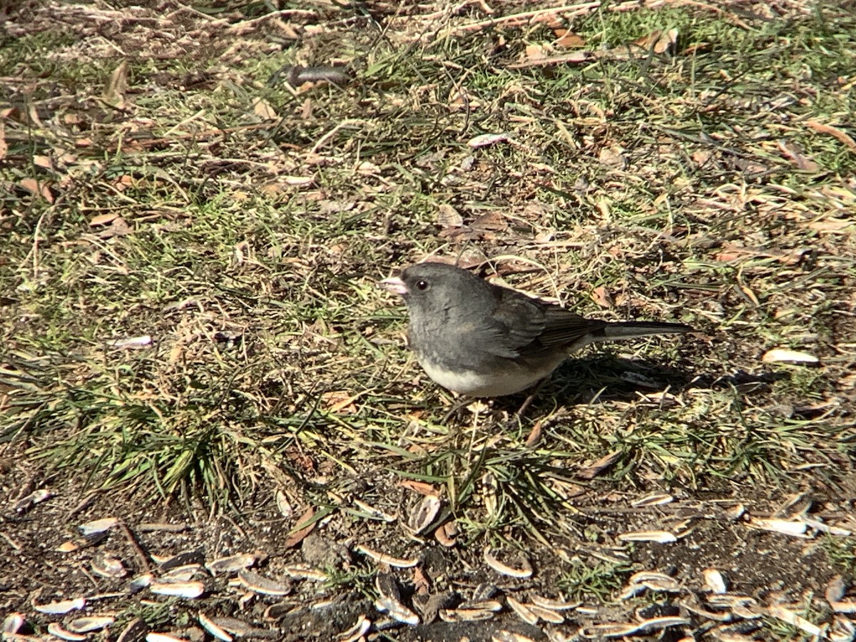 Dark-eyed Junco - ML647479336