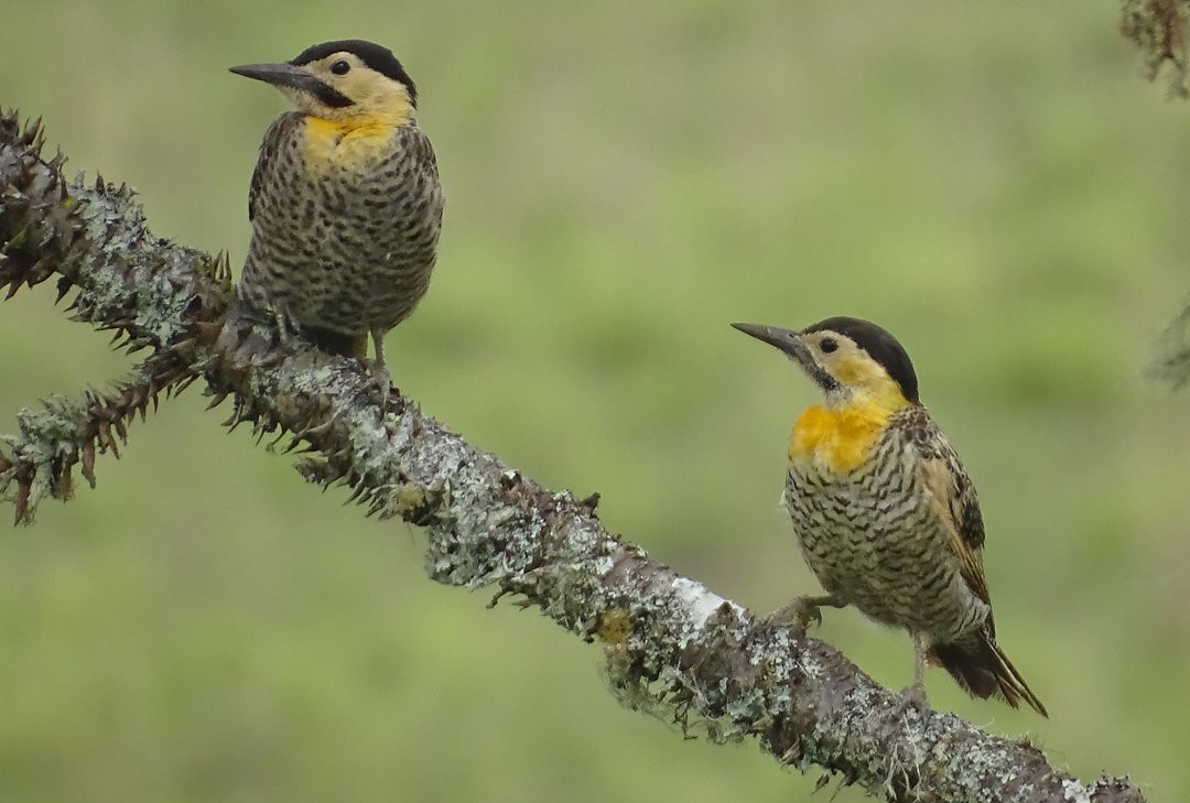 Campo Flicker - ML647479337