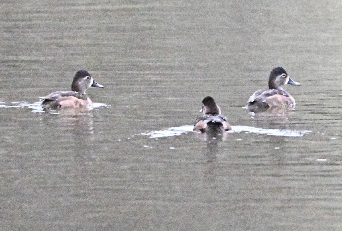 環頸潛鴨 - ML647479338