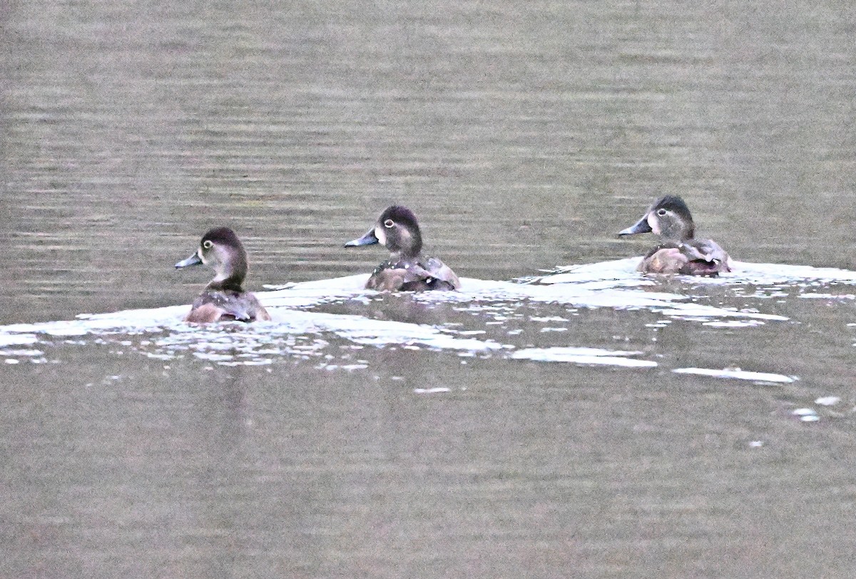 環頸潛鴨 - ML647479339