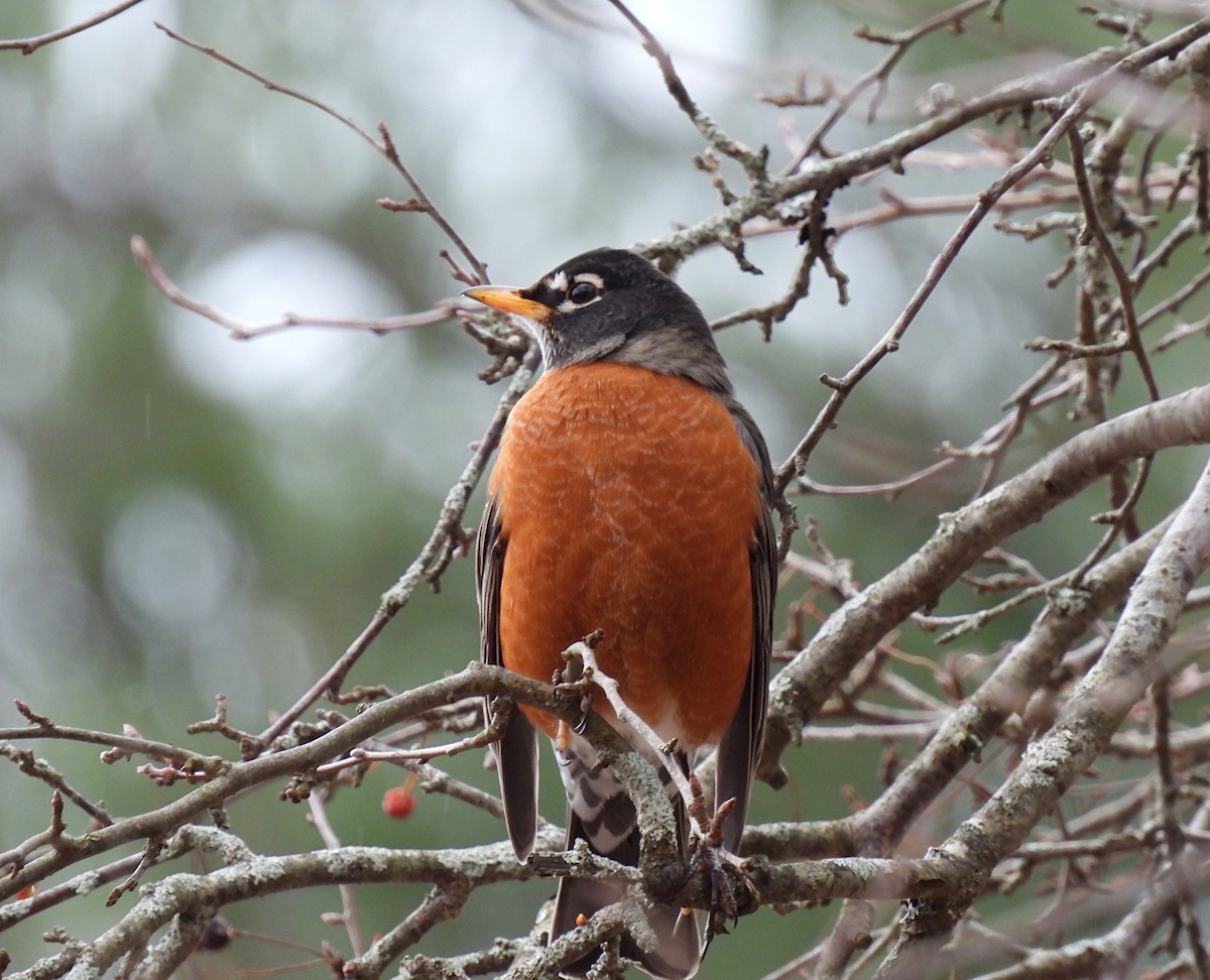 American Robin - ML647479341