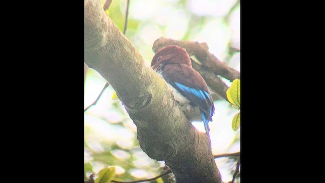 Альціон каштановий - ML647479342