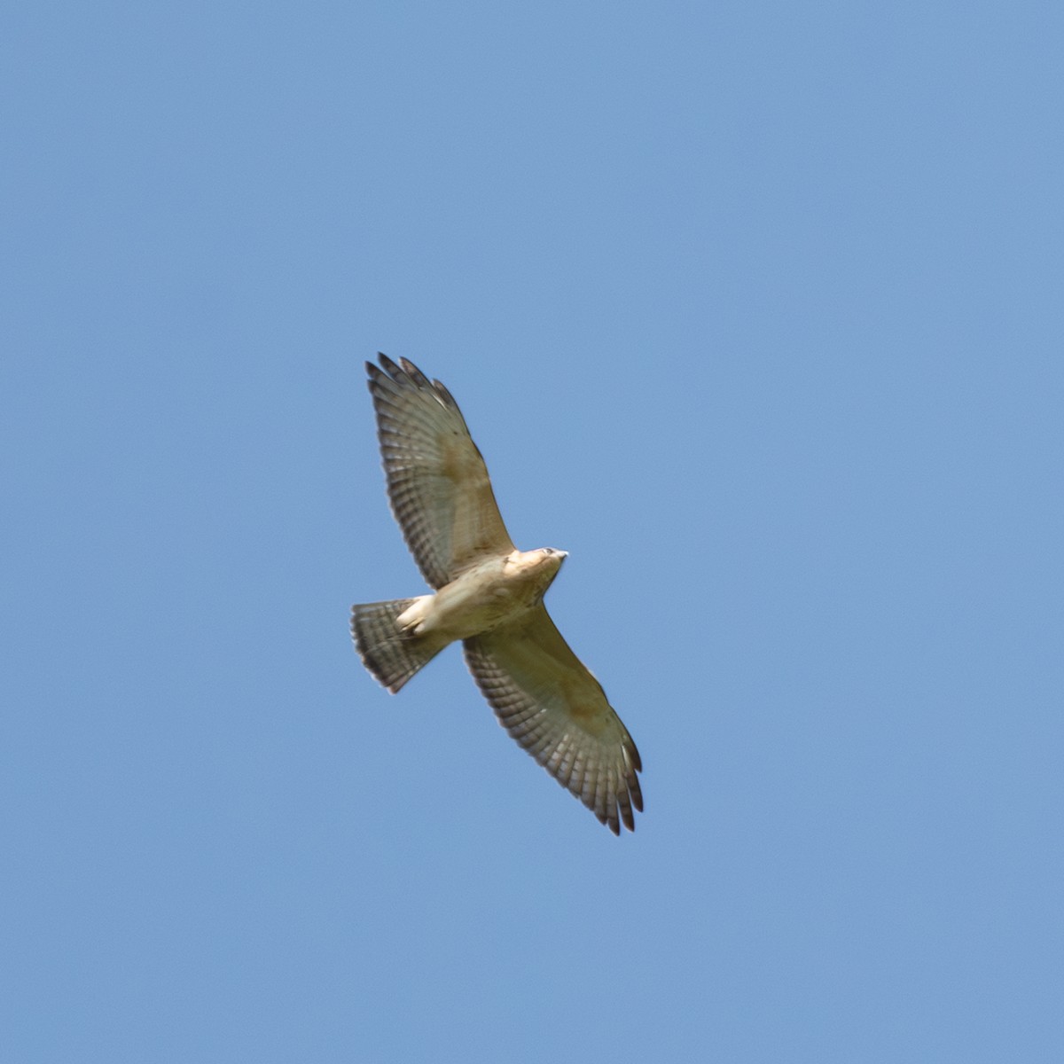 Broad-winged Hawk - ML647479352