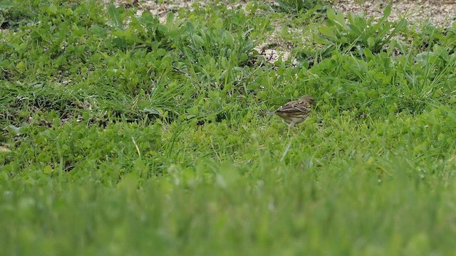 Щеврик лучний - ML647479362