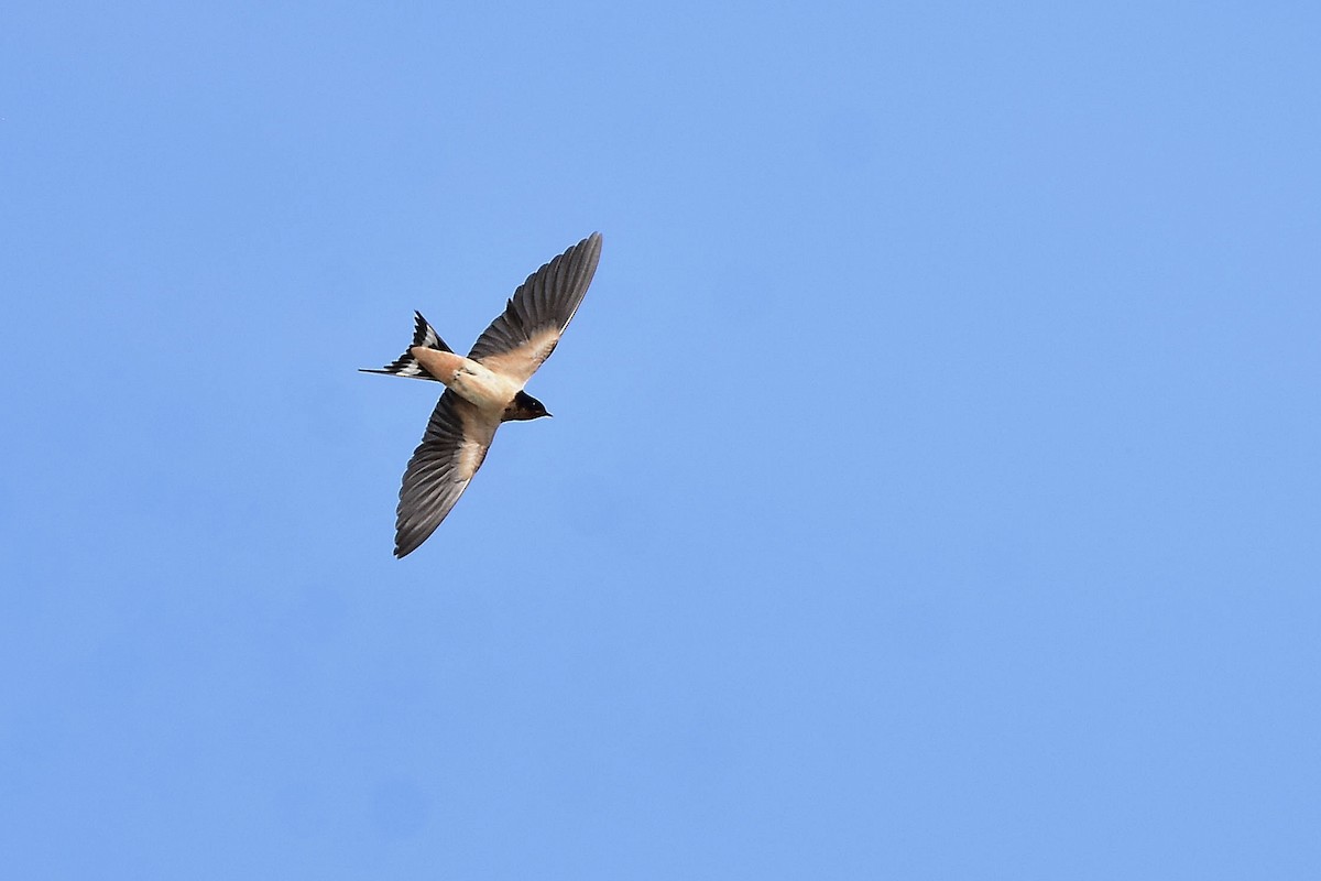 vlaštovka obecná - ML647479403