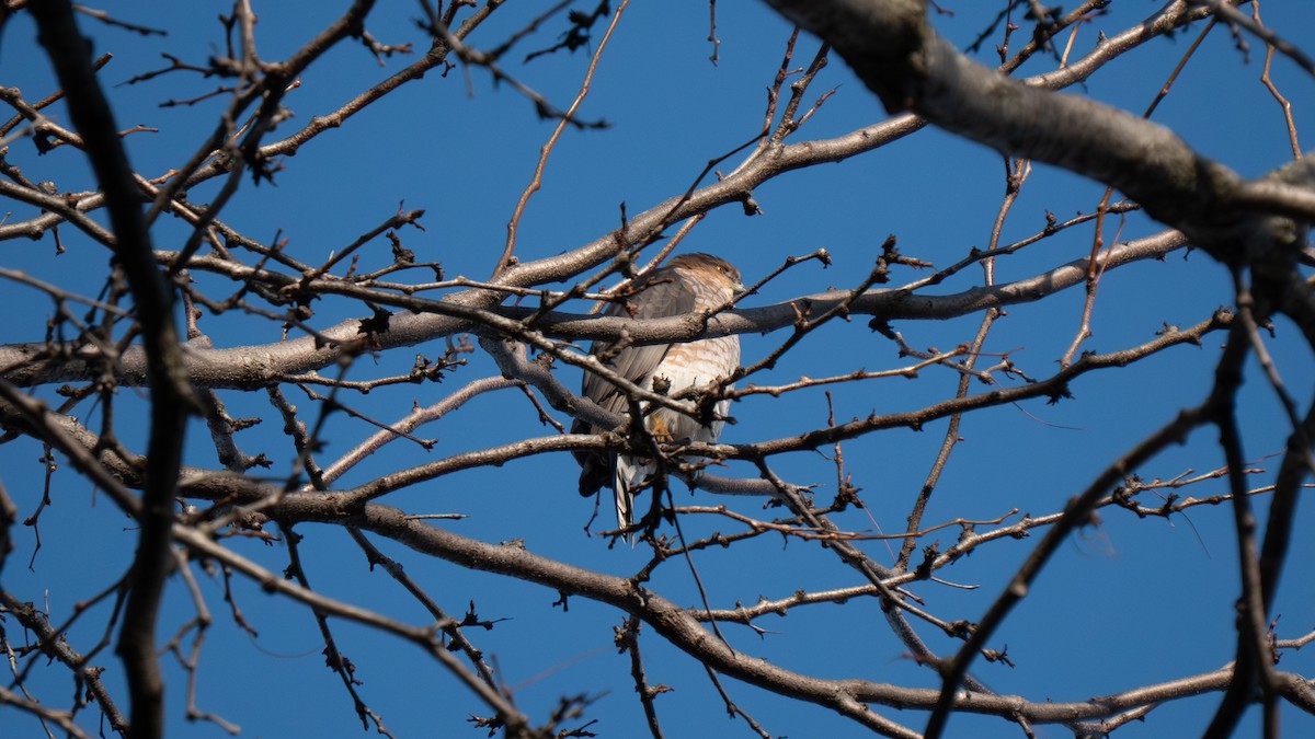 Cooper's Hawk - ML647479406