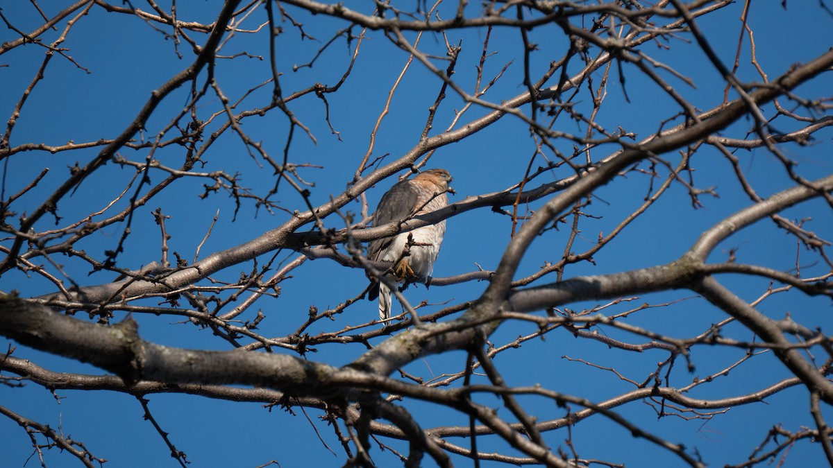 Cooper's Hawk - ML647479408