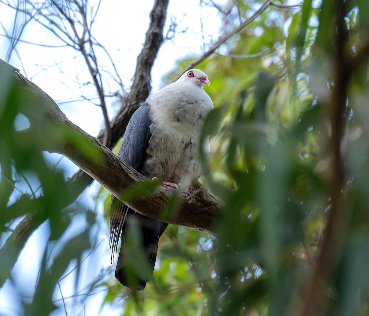 White-headed Pigeon - ML647479414
