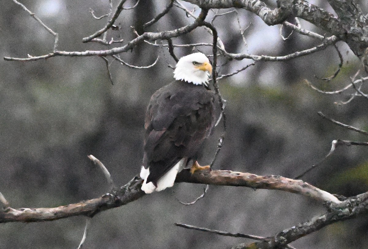 Bald Eagle - ML647479432
