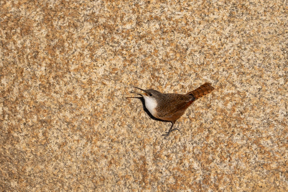 Troglodyte des canyons - ML647479444