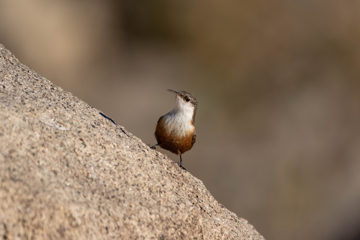 Troglodyte des canyons - ML647479450