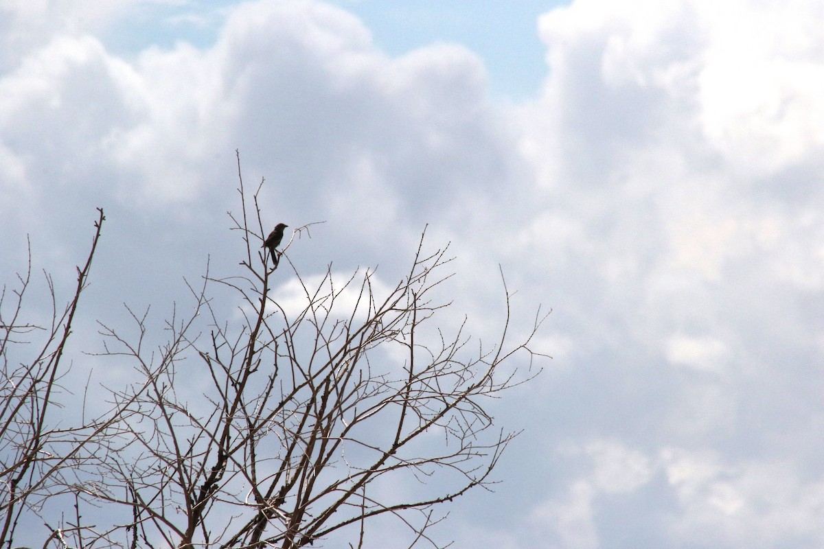 new world sparrow sp. - ML647479453