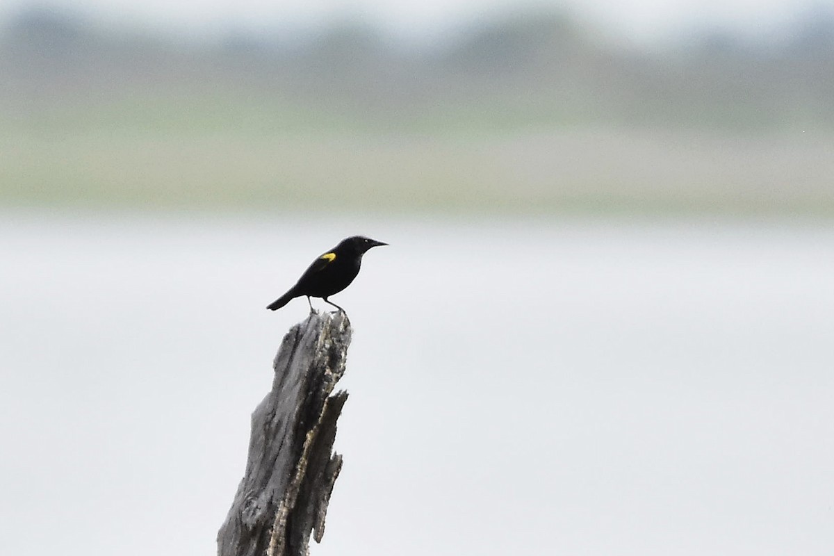 Yellow-winged Blackbird - ML647479457