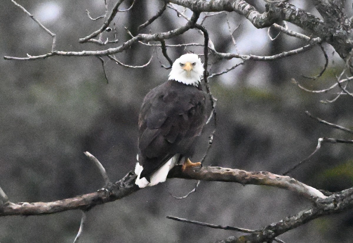 Bald Eagle - ML647479459