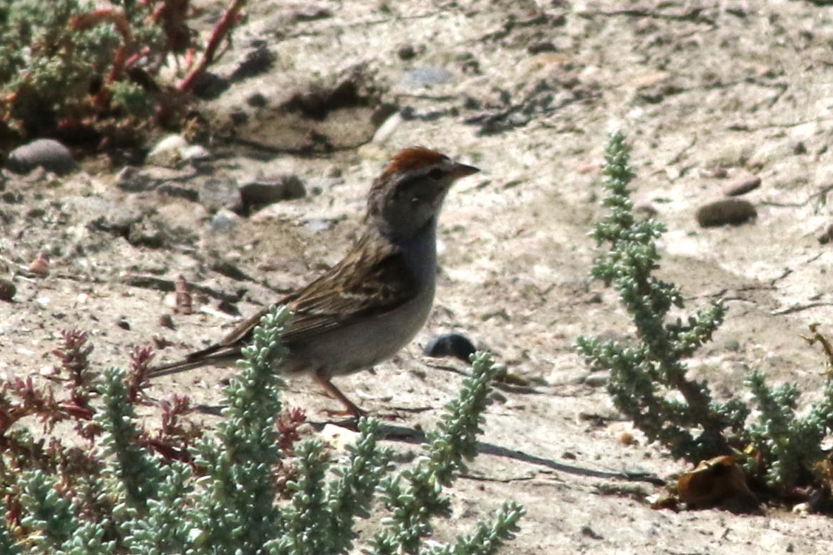 Chipping Sparrow - ML647479460