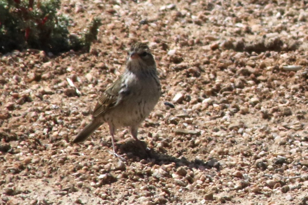 Chipping Sparrow - ML647479461