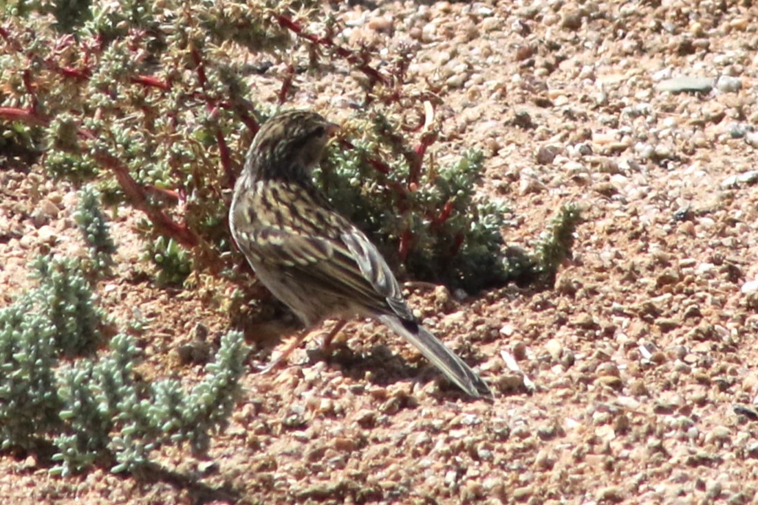 Chipping Sparrow - ML647479462